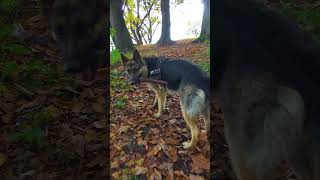 Немецкая овчарка Герда. German shepherd.