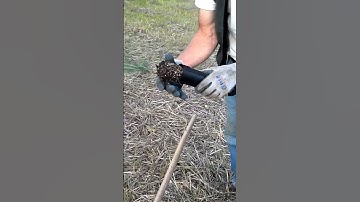 How to sequester carbon: plant a tree