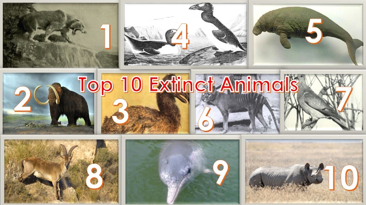 Top 10 Extinct Animalstop 10 extinct animals in the world YouTube