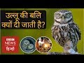 Diwali: Why people sacrifice Owls during festival of lights? (BBC Hindi)
