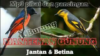 mp3 suara pikat dan pancingan burung mantenan gunung