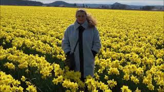 Поля Нарциссов В Mount Vernon Washington (Field Of Daffodils)