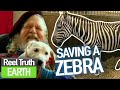 Zebra Trouble at Longleat | Animal Park | Zoo Documentary | Reel Truth Earth