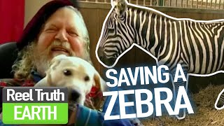 Zebra Trouble at Longleat | Animal Park | Zoo Documentary | Reel Truth Earth