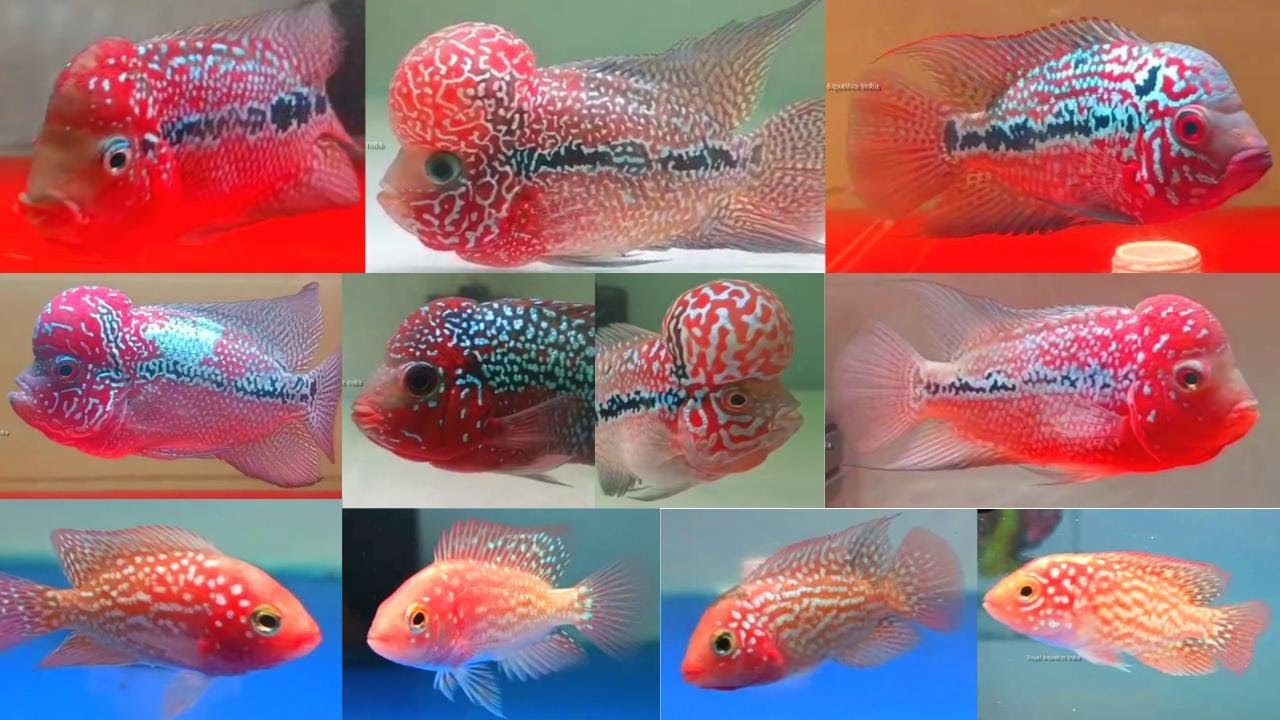 THAILAND IMPORTED KAMFA / PREMIUM QUALITY GB KAMFA / IN CHENNAI / ROYAL AQUATICS INDIA / தமிழ்