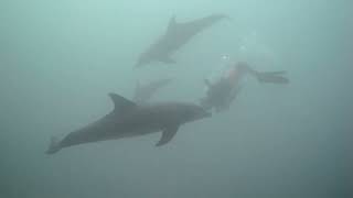Unforgettable dive at Ulysses ship wreck at Gubal Island - Red Sea