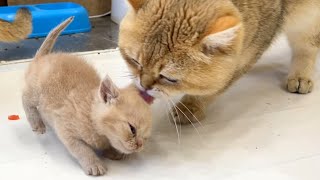 Tiny kittens are fighting. Dad cat punishes kittens.