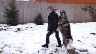 Malamute Flint. Огромный Маламут Флинт.Odessa. Malamute Flint. Огромный Маламут Флинт.Odessa.