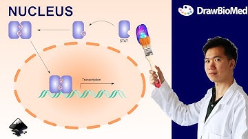 How to Draw Nucleus in Inkscape | JAK STAT pathway Part 3 | Graphical Abstract