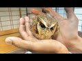 小さくてかわいいフクロウ　Cute litte owl