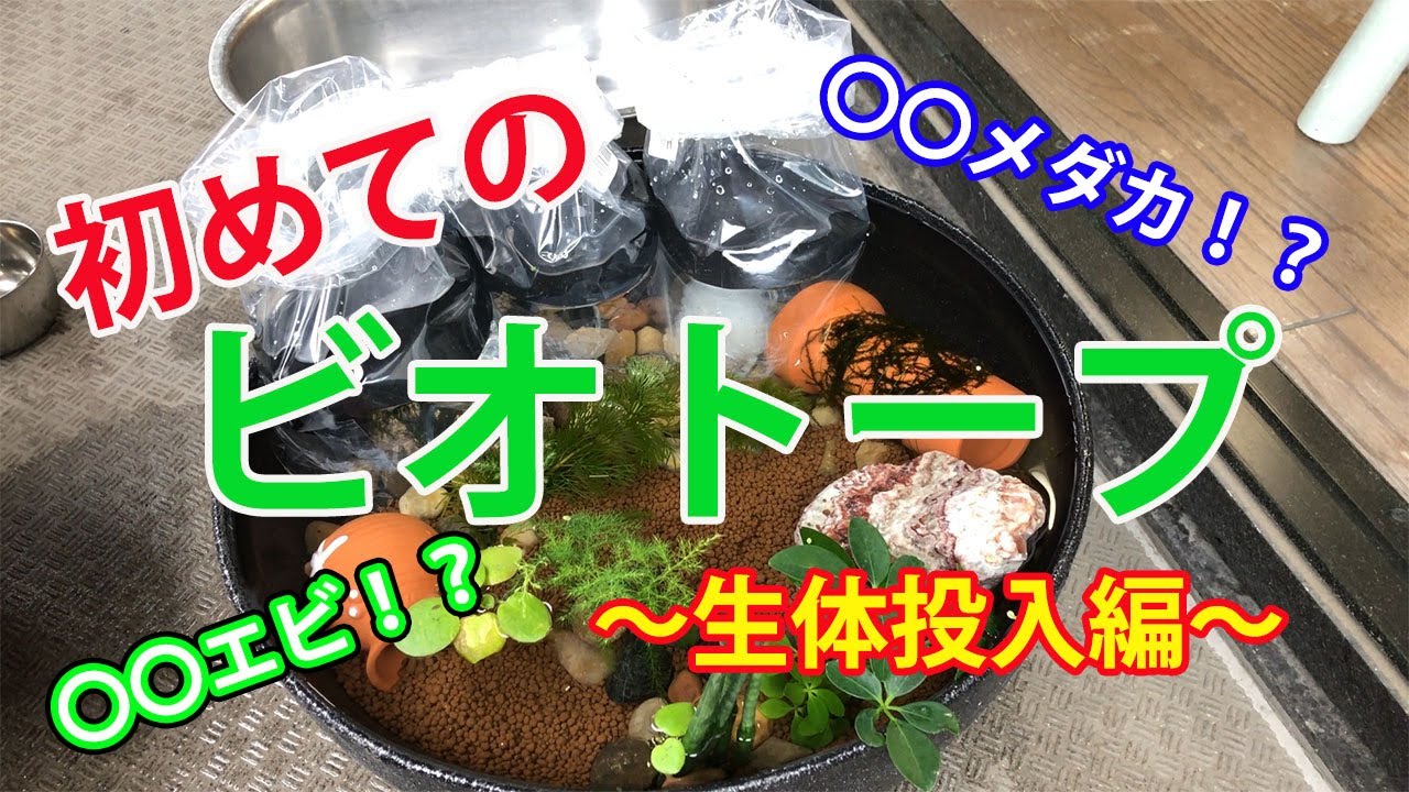 初めてのビオトープ作り 生体投入編 Japanese Biotope Youtube 初めてのビオトープ作り 生体投入編 Japanese Biotope Youtube