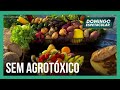 Conheça os mitos e verdades sobre os alimentos orgânicos