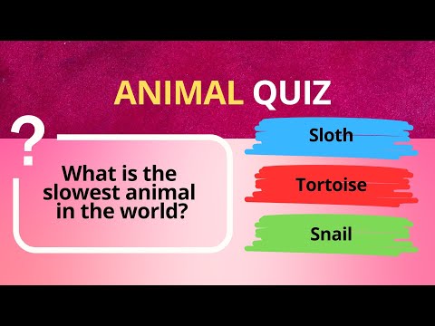 30 Easy Animal