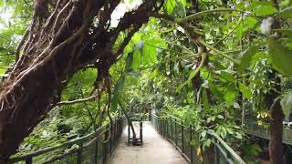 Download Lagu Bandung Walking Tour | Babakan Siliwangi City Forest Path | INDONESIA 🇮🇩 MP3 Download Lagu Bandung Walking Tour | Babakan Siliwangi City Forest Path | INDONESIA 🇮🇩 MP3