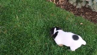 Jack Russell Terrier Puppies For Sale