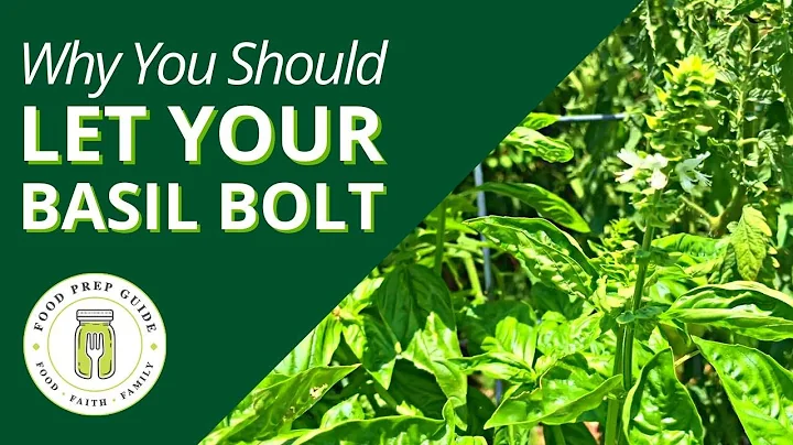 Why You Should LET Your Basil BOLT