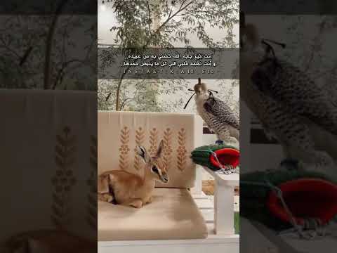 يلي جمالك ماله حدود