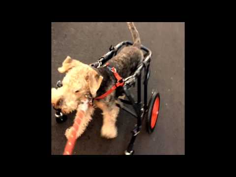 花梨(かりん) ・エアデールテリア14歳5ヶ月