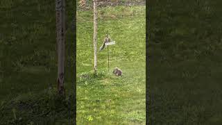 The Squirrels are eating the birds nest again #birdsnest #bird #squirrel #animalfunnyshort #birdseed