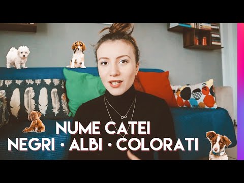 Video: Vorbește cu câinii să-i facă fericiți?