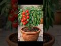 🍅This Tomatoes Plant Shouldn't Be Possible..... But It Is!?🔥#short#viral#tranding