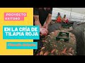 Proyecto Exitoso en la Cría de Tilapia   Filandia Quindío