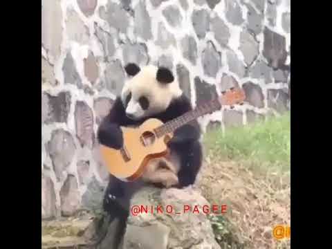panda  gulmeli video 2018