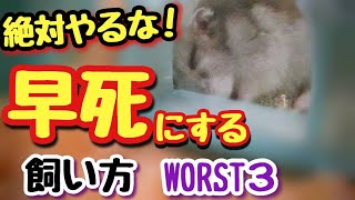 【知って欲しい】ハムスターが早死にする飼い方　ワースト３