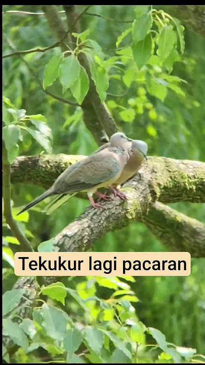 lihat tekukur lagi pacaran #pikattekukur #tekukurliar #pcphunters #birds #pikatayamhutan #perkutut