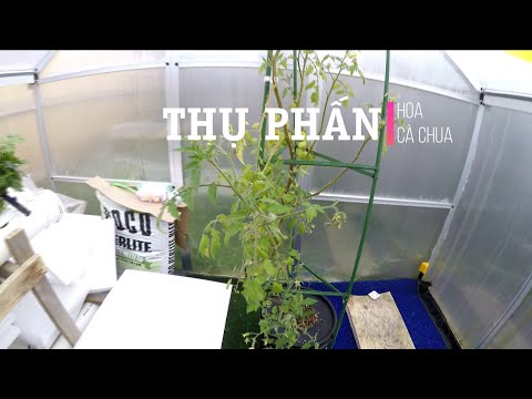 Video: Các giống cà chua tự thụ phấn tốt nhất cho nhà kính