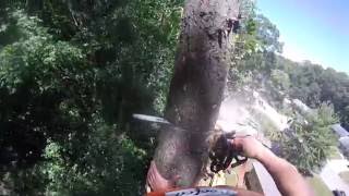 Tree Work 2016