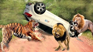 OMG! This Is What Happened When Angry Lions And Tigers Attacked Everything That Scared Humans