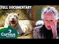 The Reality Of Keeping Pet Tigers &amp; Bears | Full Documentary | Predator Pets