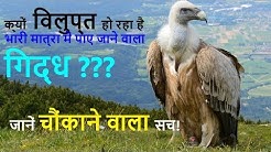 गिद्धों के अचानक विलुप्त होने का चौकाने वाला सच |Reason behind Vulture Extinction| By KnowledgePoint