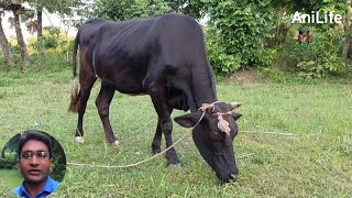 Cow Eating Grass In Beautiful Nature | Black Cow Eating Grass In Field Near A Road