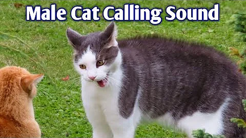 Video 1387561: cat mating sound, cat feeding, male cat sound, cat male female