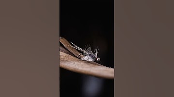 60 Seconds fly tying tutorial • The Magnus • #flytying #flytyingforbeginners #tutorial