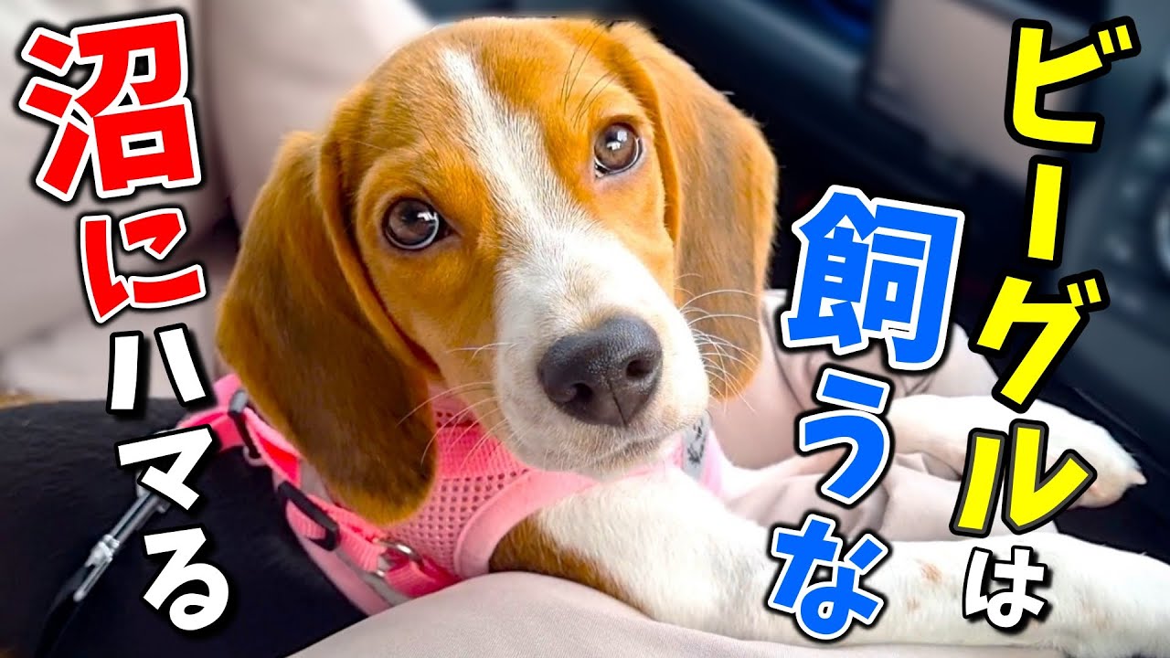 【解説】ビーグルってなぜ人気?魅力や注意点について全て教えます! YouTube