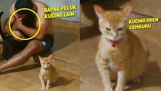 KASIAN TAPI LUCU.! Reaksi Kucing Oren Cemburu Saat Bapak Peluk Kucing Lain Didepannya