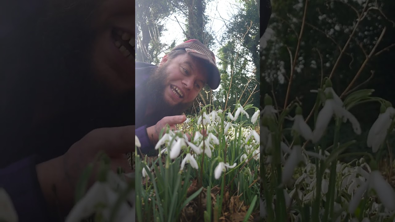Snowdrops: Beautiful & Toxic Winter Flowers 🌸 