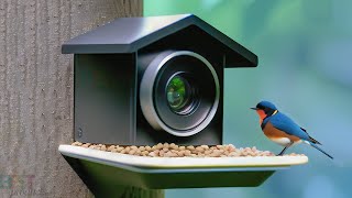 Top 5 Best Bird Feeder Cameras of 2023