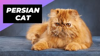 Persian Cat  One Of The Most Expensive Cats In The World #shorts #persiancat #cat