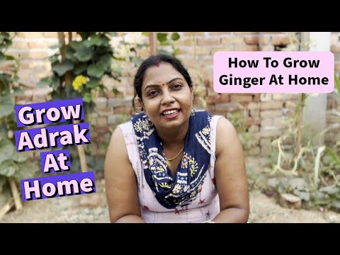 How To Grow Adrak At Home ️ #ginger - YouTube