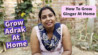How To Grow Ginger At Home 🏡
