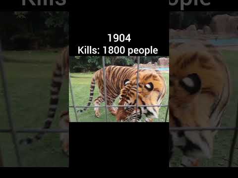 Tiger kills from