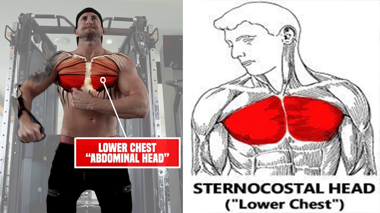 5 Forgotten Lower Chest Exercises For Perfect Pecs - Youtube