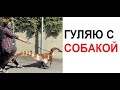 Лютые приколы. Выгуливаю собаку в карантин. собаку. СОБАКУ !!! ААААА!!!