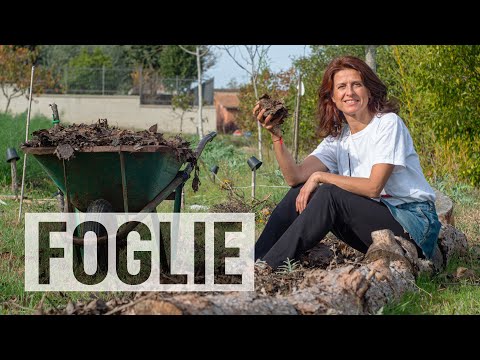 Video: Protezione dell'artemisia in inverno - Cura invernale per l'artemisia in giardino