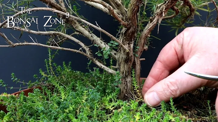 My Rosemary Bonsai, The Bonsai Zone, Feb 2022
