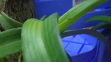 Cách khắc phục lan ngọc điểm bị héo lá mà rễ ổn định